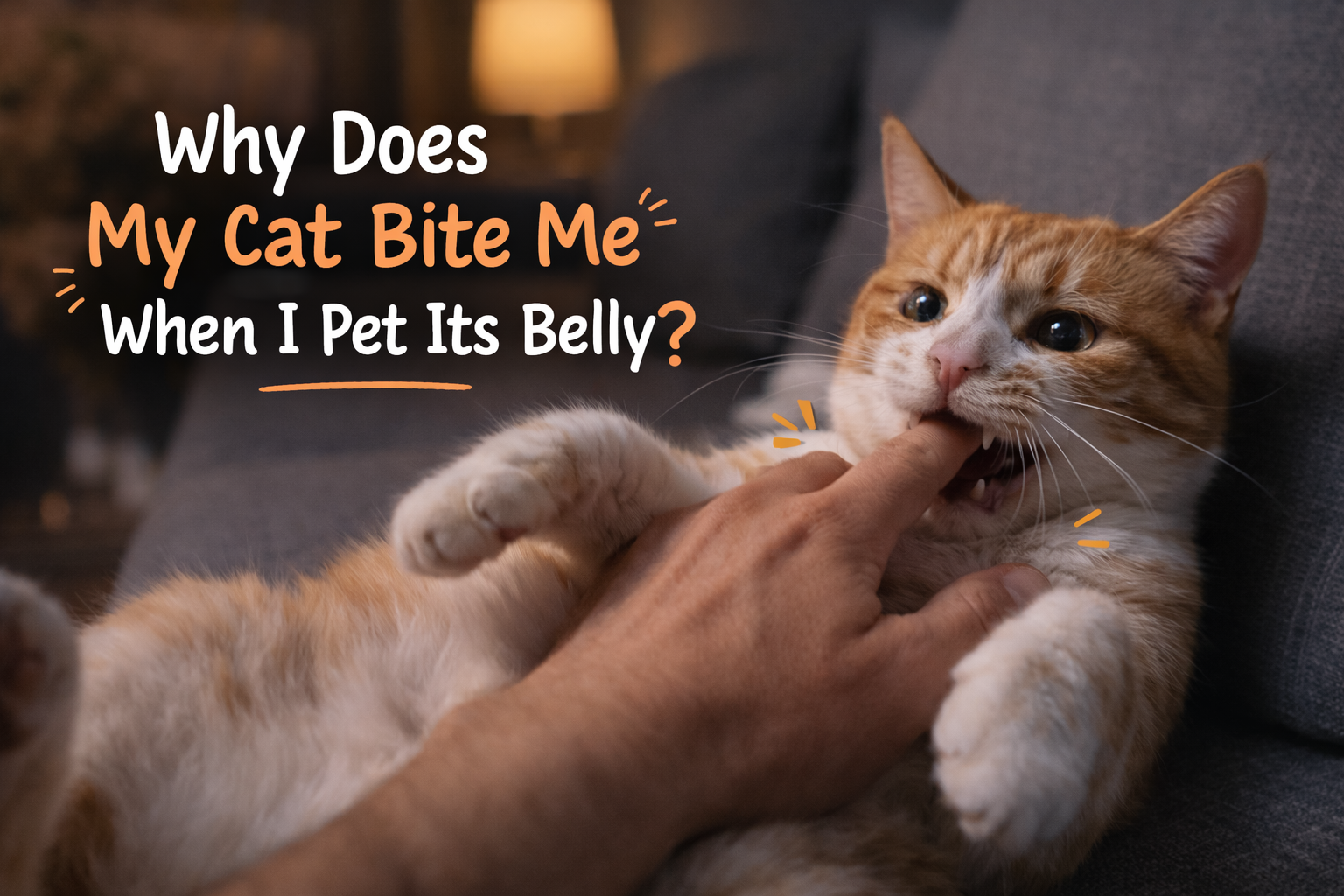 Why Does My Cat Bite Me When I Pet Its Belly?